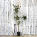 Vilmorin Rowan Tree