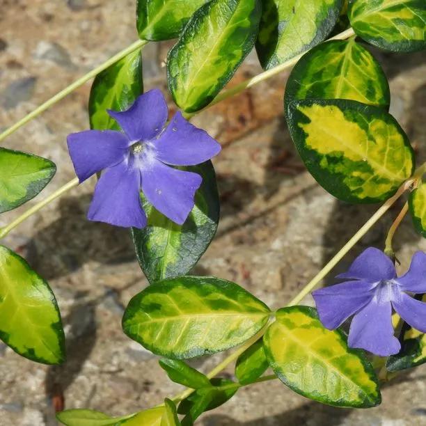 Illumination Periwinkle  Flowers and Leaves