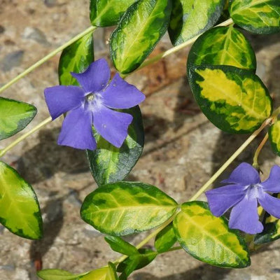 Illumination Periwinkle  Flowers and Leaves