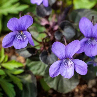 Close-up of purple viola labradorica flowers with green leaves in the background