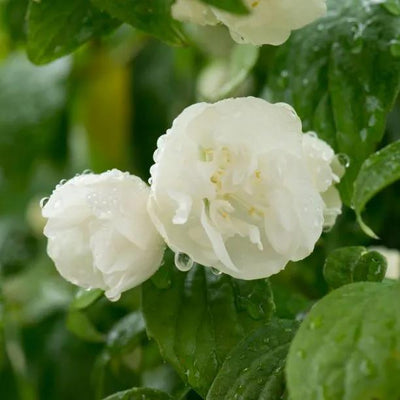 Philadelphus Virginal  Flowers