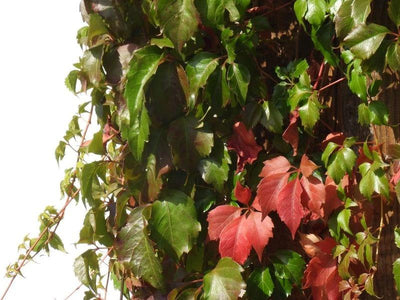 Virginia creeper on a fence in late Summer with some leaves freshly turned red