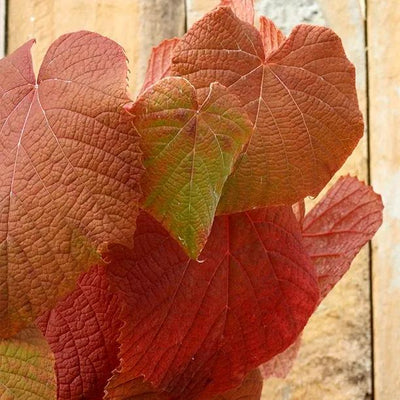 Vitis coignetiae 'Crimson Glory'  Leaves