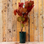 Grape Vine Crimson Glory Plant in 3 Litre Pot