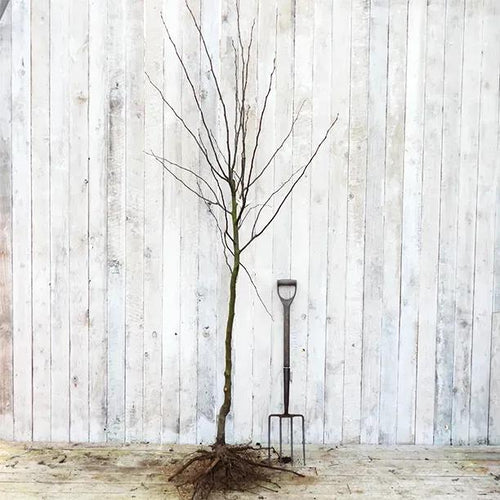 Bareroot Vranja Quince Half Standard Tree