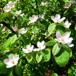 Vranja Quince Tree Flowers