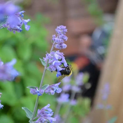 Walker's Low Nepeta Flowers