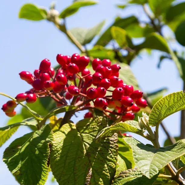 Wayfaring Tree Hedge Plants – Native Viburnum