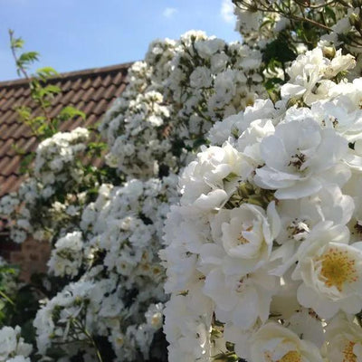 Wedding Day Rambling Rose Flowers