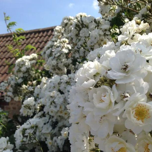 Wedding Day Rambling Rose Flowers