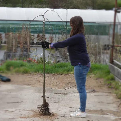 Bareroot Weeping Pear Half Standard Tree