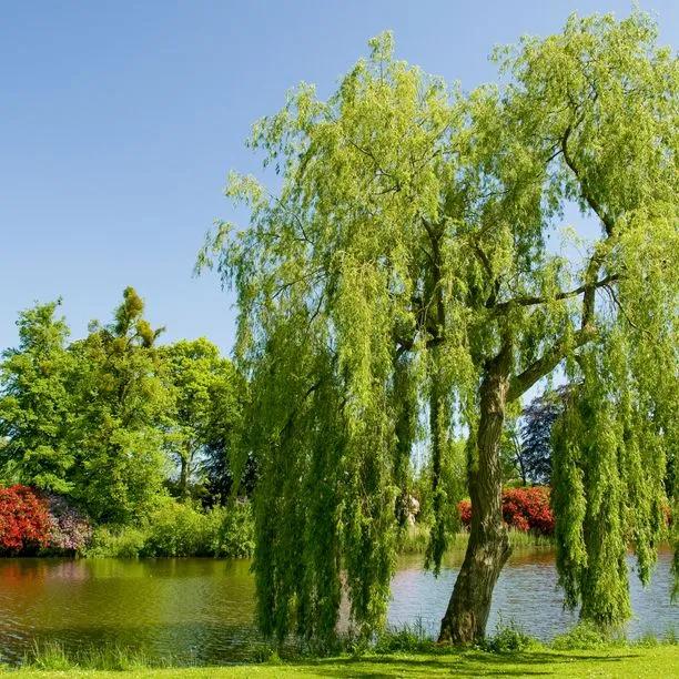 Mature  Weeping Willow tree