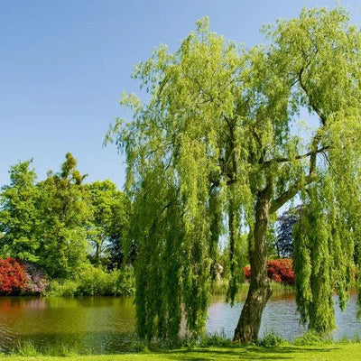 Mature  Weeping Willow tree