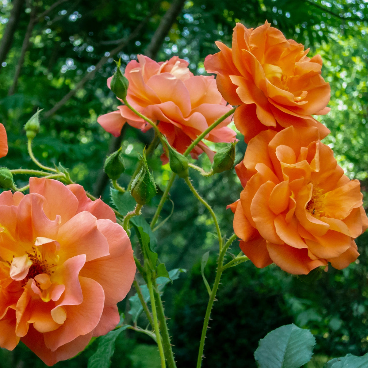 A close-up of a peachy-orange Westerland climbing rose bloom with layered ruffled petals, yellow-orange center, and green foliage in the background.