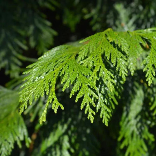 Western Red Cedar Leaves