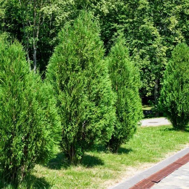 Young Thuja plicata Trees