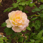A pale peach and cream rose bloom covered with water droplets, surrounded by green garden leaves and brown soil.