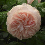 A close-up of a pale blush pink rose bloom with layered ruffled petals and visible water droplets, surrounded by dark green leaves.