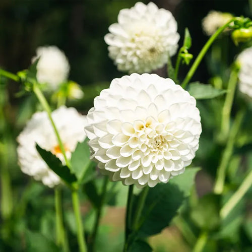White Aster Tubers