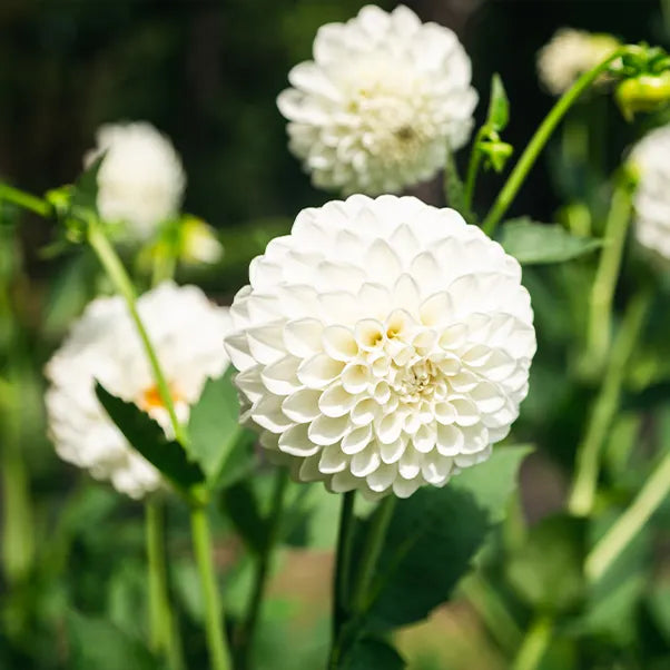 White dahlia flowers with perfect spherical pompom blooms and layered petals in garden setting