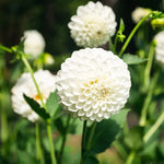 White dahlia flowers with perfect spherical pompom blooms and layered petals in garden setting