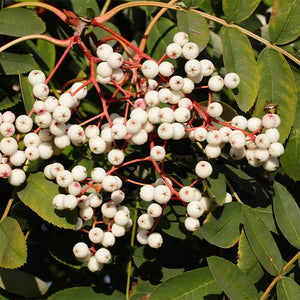 Cluster of white berries on Sorbus hupehensis