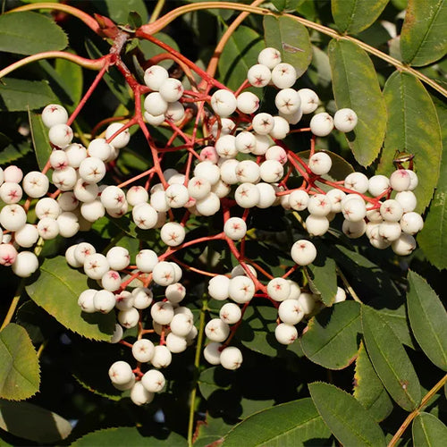 Cluster of white berries on Sorbus hupehensis