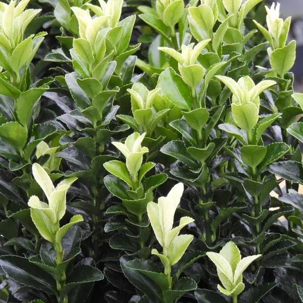 White Candle Japanese Spindle Leaves