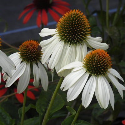 Three white coneflowers with orange-brown centers in full bloom, photographed close-up among green leaves and blurred red flowers in the background.