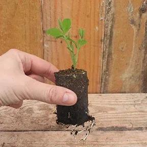 White Frills Sweet Pea Seedling in a Jumbo Plug Showing Good Root Development