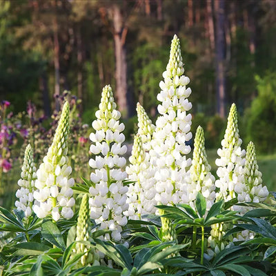 White Lupinus Gallery White perennial flowers with tall spikes blooming in garden border