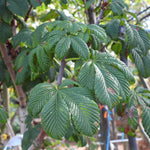 Close-up of green, highly textured, palmate compound leaves on a tree branch with brown twigs and a blurred outdoor background.