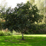 White horse chestnut tree