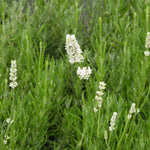 Close-up of lavender foliage with several small white flower spikes growing among dense green foliage.