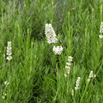 Close-up of lavender foliage with several small white flower spikes growing among dense green foliage.