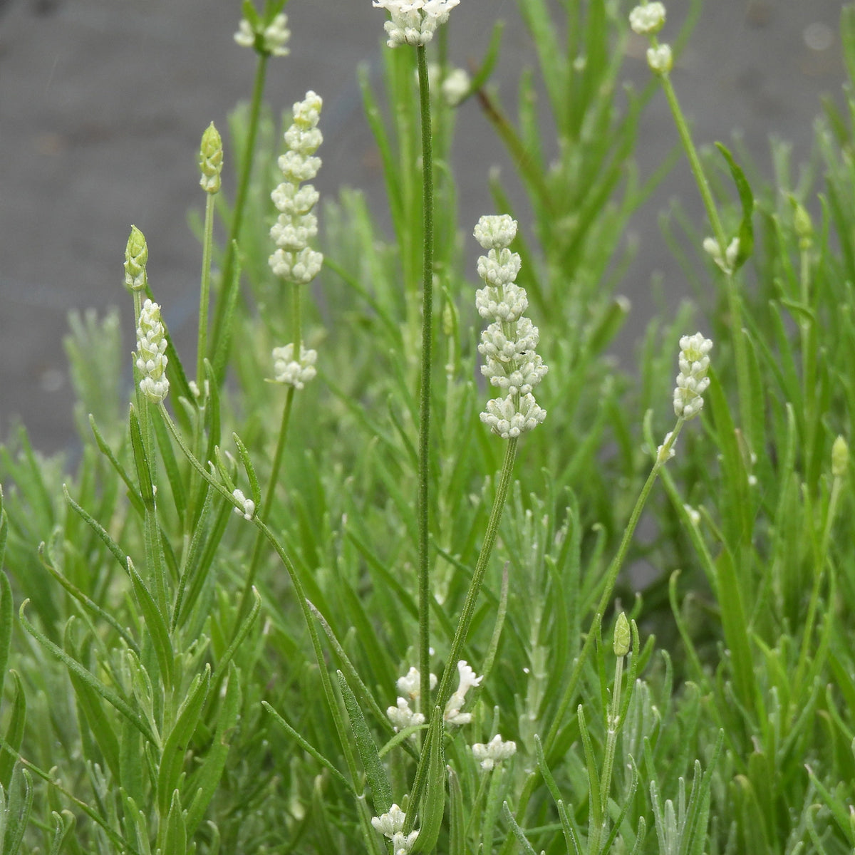 Close-up of a green leafy plant with multiple upright stems bearing small white flower spikes, photographed outdoors against a blurred gray ground background.