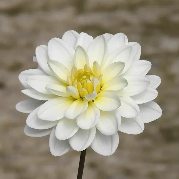 White Onesta Dahlia Flowerhead