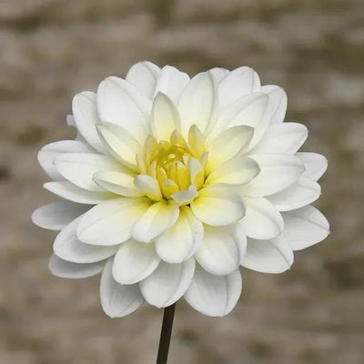 White Onesta Dahlia Flowerhead