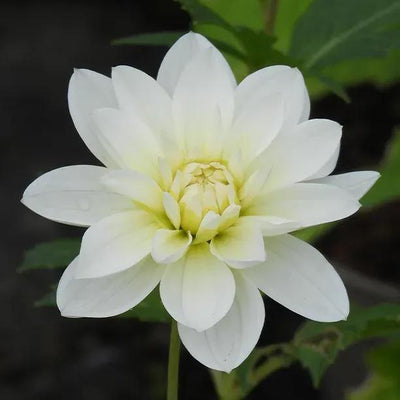 White Onesta Dahlia Flowers