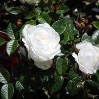 Patio Roses | Dwarf & Mini Varieties