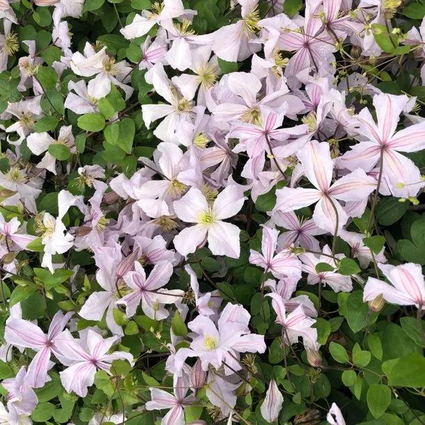 White Prince Charles Clematis Flowers