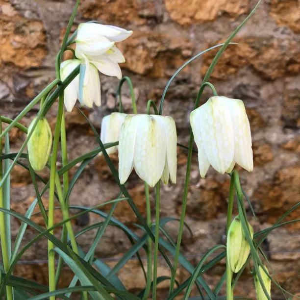 White Snake's Head Fritillary Flowers