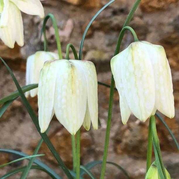White Snake's Head Fritillary Flowers