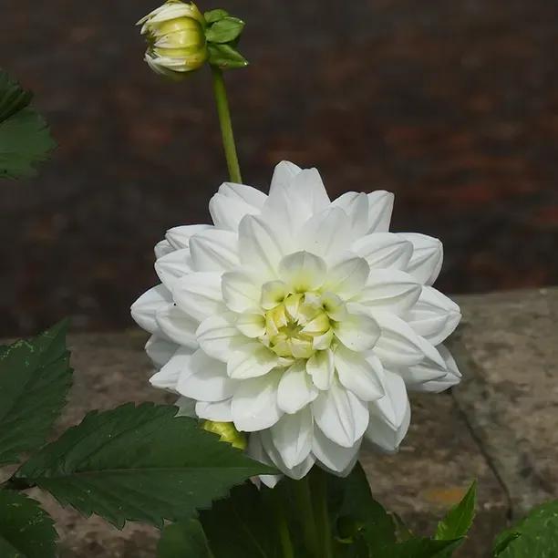 White Swan Dahlia Flowers