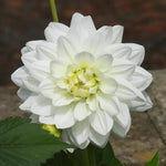 White Swan Dahlias Flower