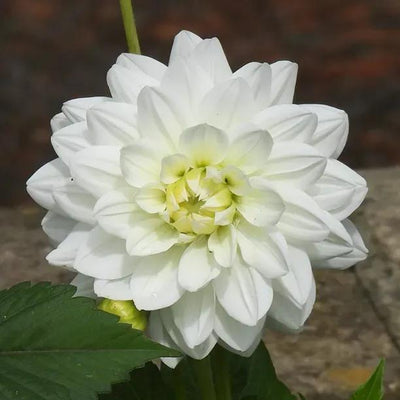 White Swan Dahlias Flower