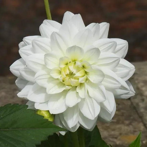 White Swan Dahlias Flower