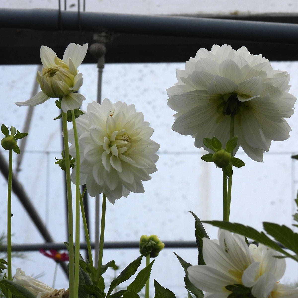 Many White dahlias in bloom