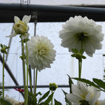 Many White dahlias in bloom