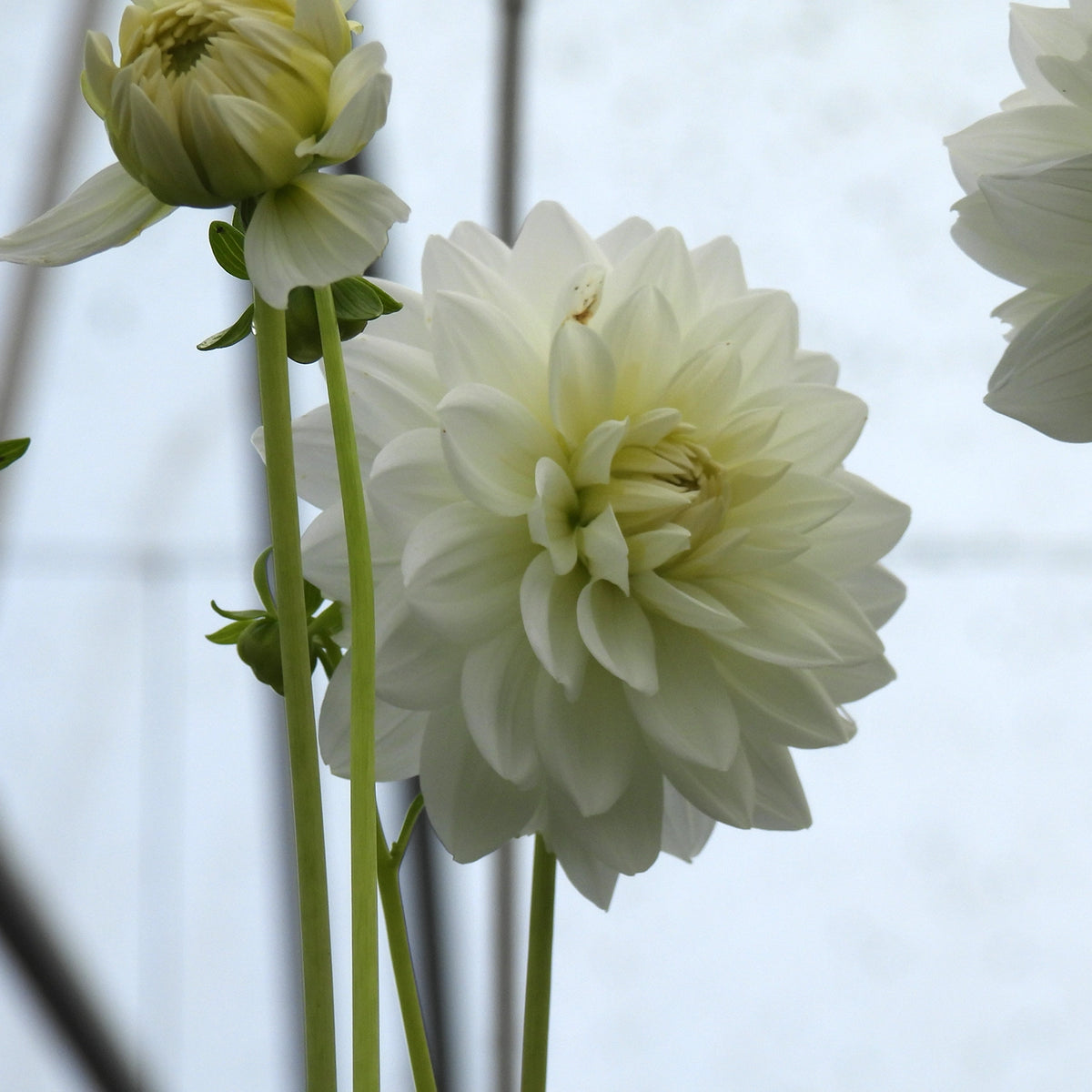 White Swan Dahlia flower and bud